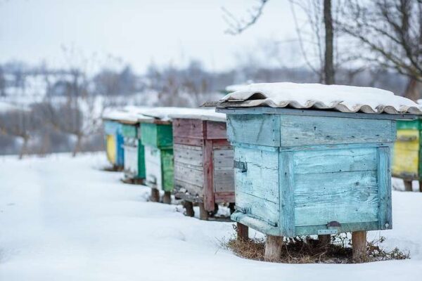 Bikupor i snön